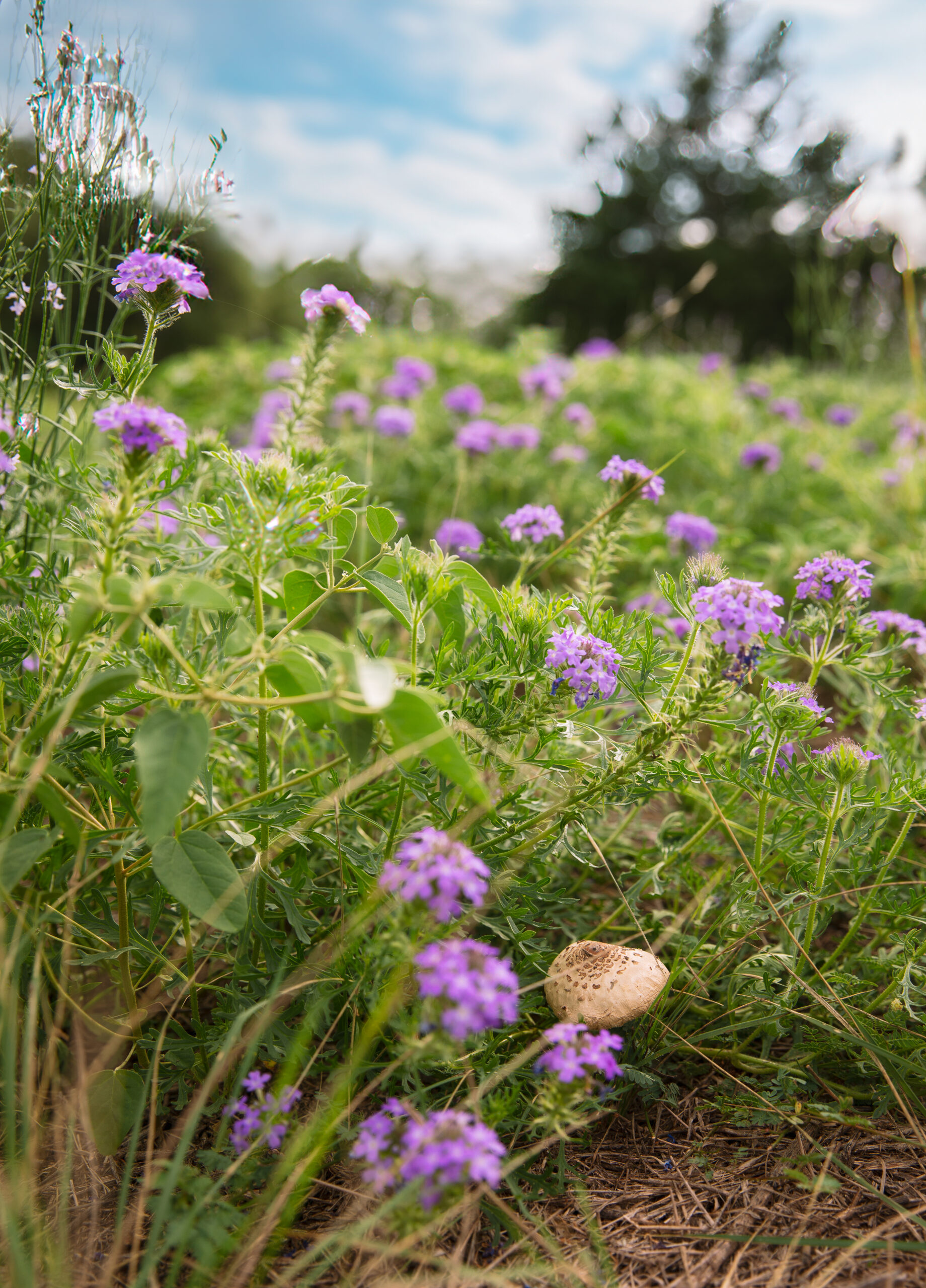 texas wildflowers at woodland meadows