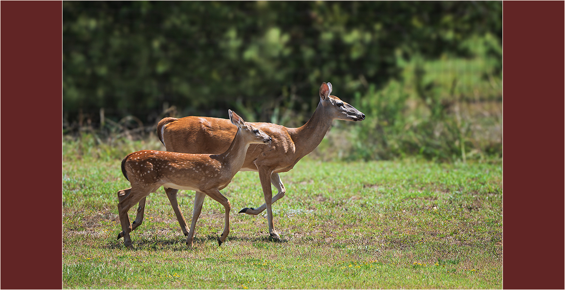 White-tailed doe and fawn walking through a grassy field